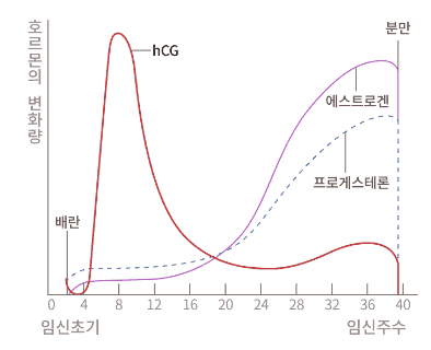임신 주차에 따른 hCG 호르몬 농도 변화
