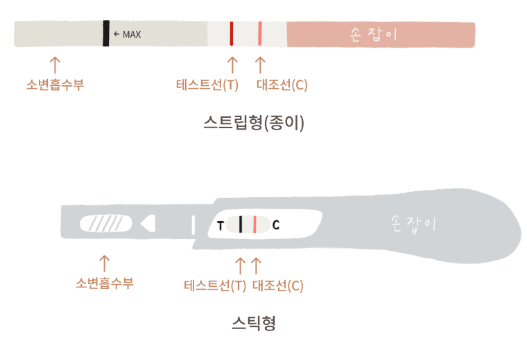 스틱형과 스트립형 임신테스트기 사용 방법